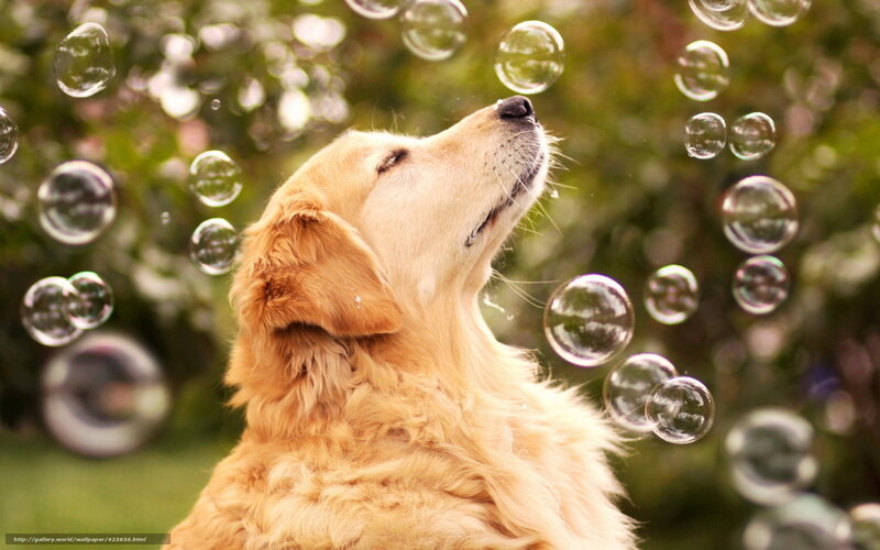 Golden Retriever Dog — Gold, Playful, Afternoon, Photograph, Bubbles, Trees