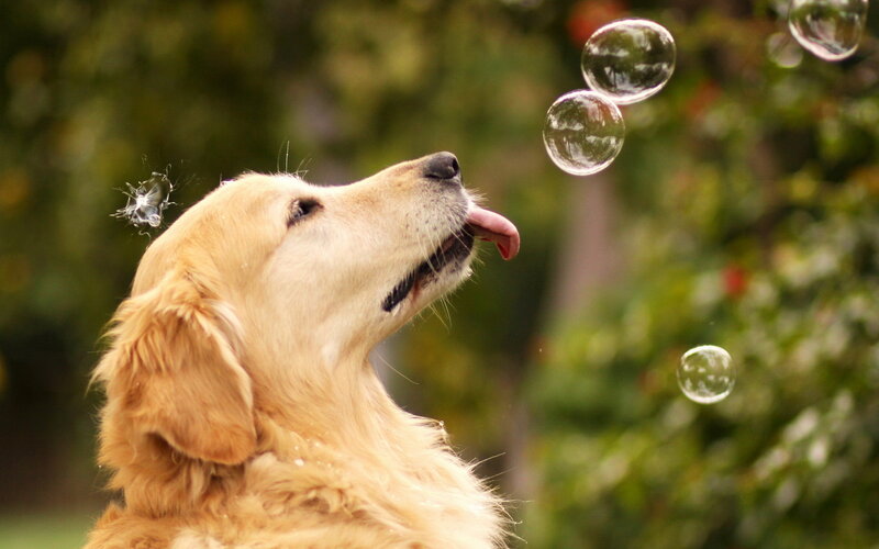 Golden Retriever Dog — Gold, Playful, Afternoon, Photograph