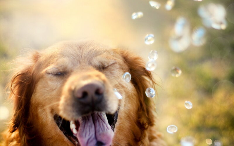 Golden Retriever Dog — Gold, Playful