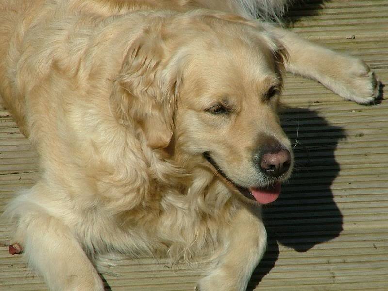 Golden Retriever Dog — Gold, Relaxed