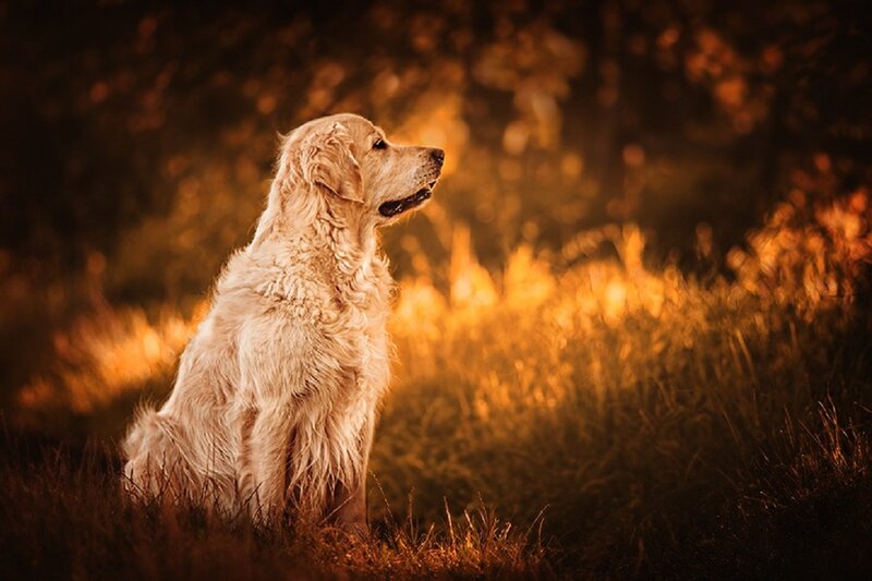 Golden Retriever Dog — Gold, Serene, Sunset, Photograph, Grass