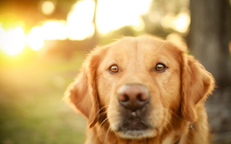 Golden Retriever Dog — Gold, Serene, Sunset, Photograph, Sunlight