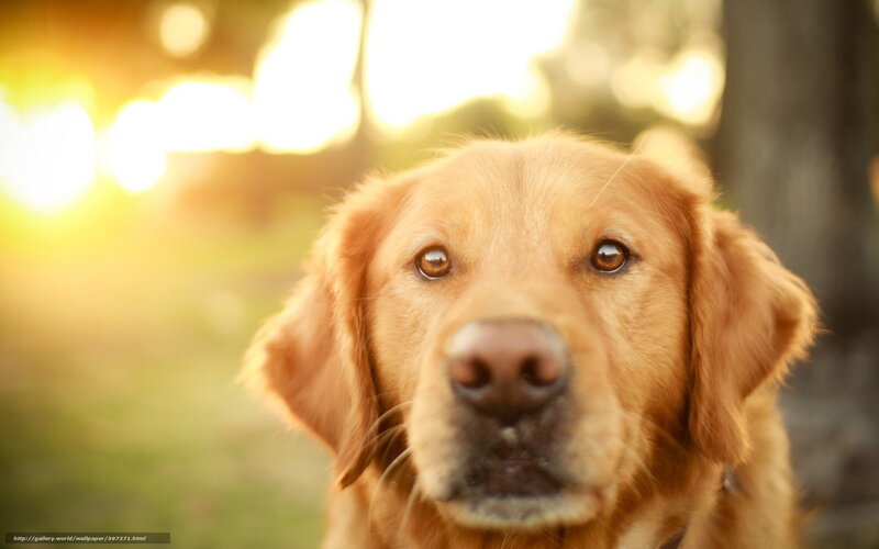 Golden Retriever Dog — Gold, Serene, Sunset, Photograph, Sunlight, Trees