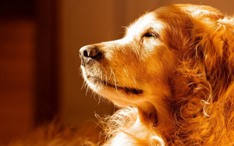 Golden Retriever Dog — Gold, Serene, Sunset, Photograph