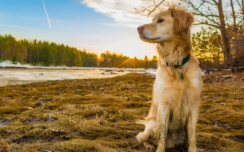 Golden Retriever Dog — Gold, Serene, Sunset
