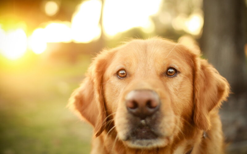 Golden Retriever Dog — Gold, Serene