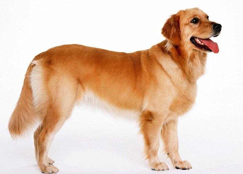 Golden Retriever Dog — Gold
