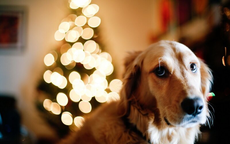 Golden Retriever Dog — Gold, Warm