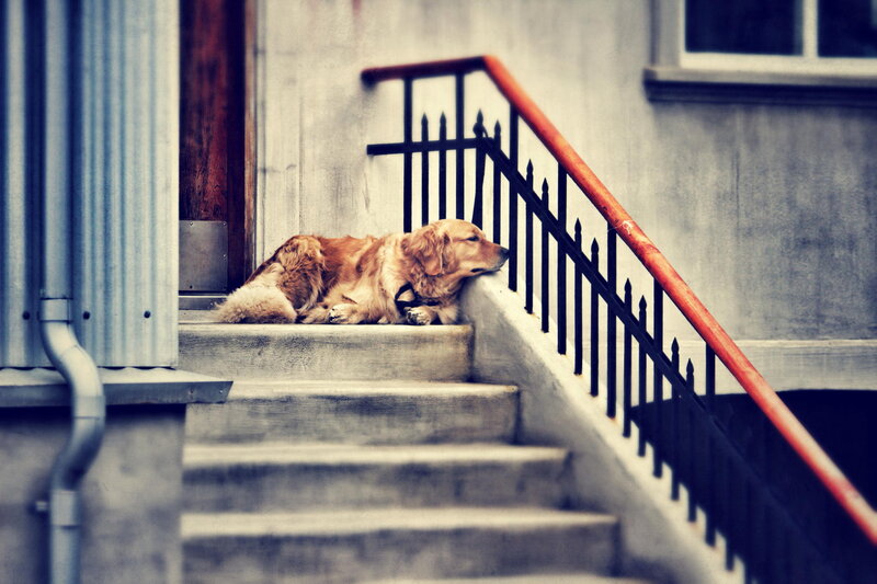 Golden Retriever Dog — Gray, Calm