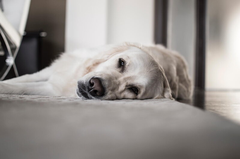 Golden Retriever Dog — Gray