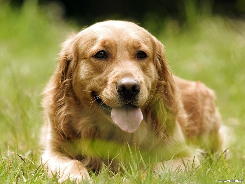 Golden Retriever Dog — Green, Calm, Afternoon, Photograph, Grass