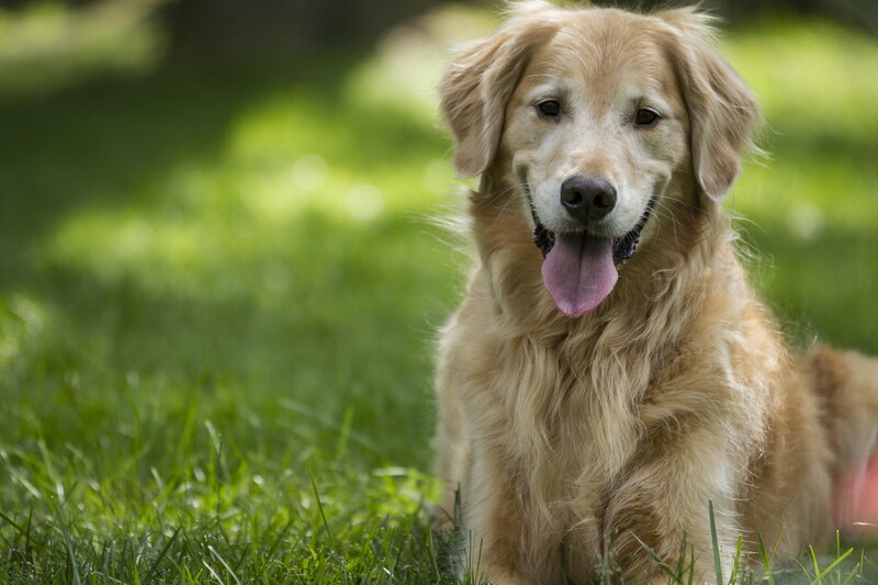 Golden Retriever Dog — Green, Calm, Afternoon, Photograph, Grass, Tongue