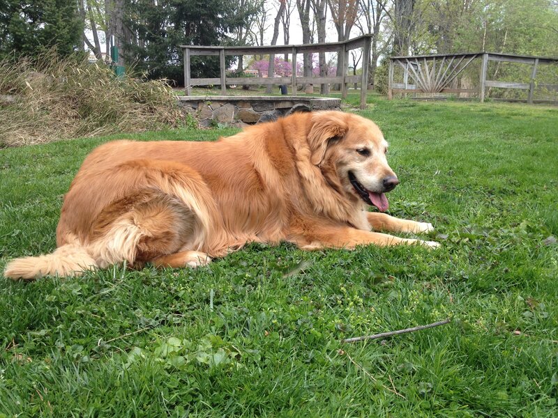 Golden Retriever Dog — Green, Calm, Spring