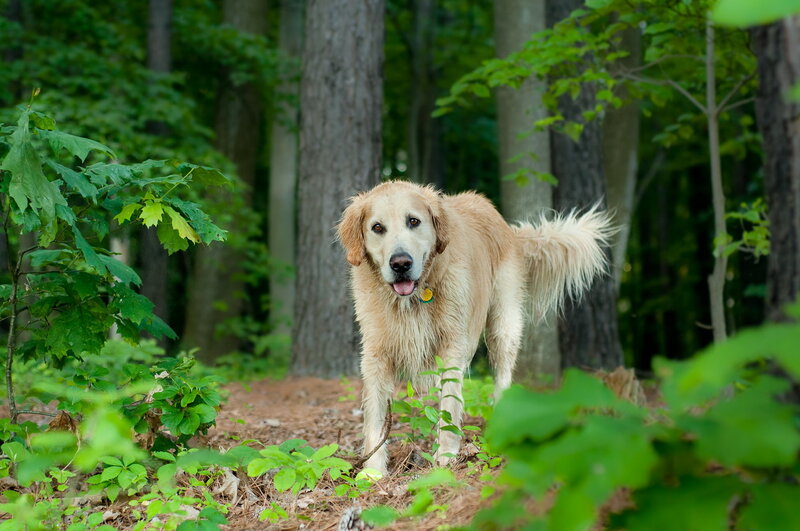 Golden Retriever Dog — Green, Calm, Summer