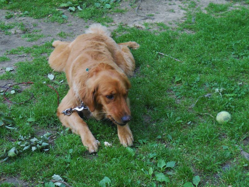 Golden Retriever Dog — Green, Calm