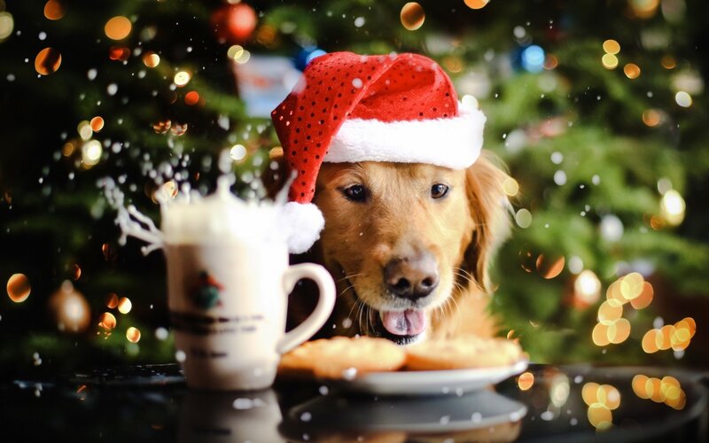 Golden Retriever Dog — Green, Festive