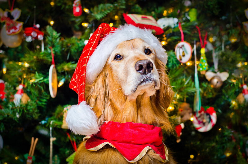 Golden Retriever Dog — Green, Festive, Winter