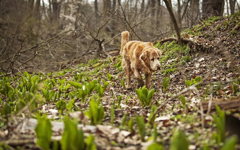 Golden Retriever Dog — Green, Natural