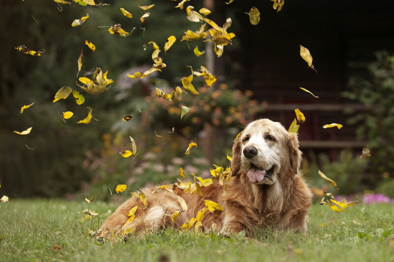 Golden Retriever Dog — Green, Playful, Autumn