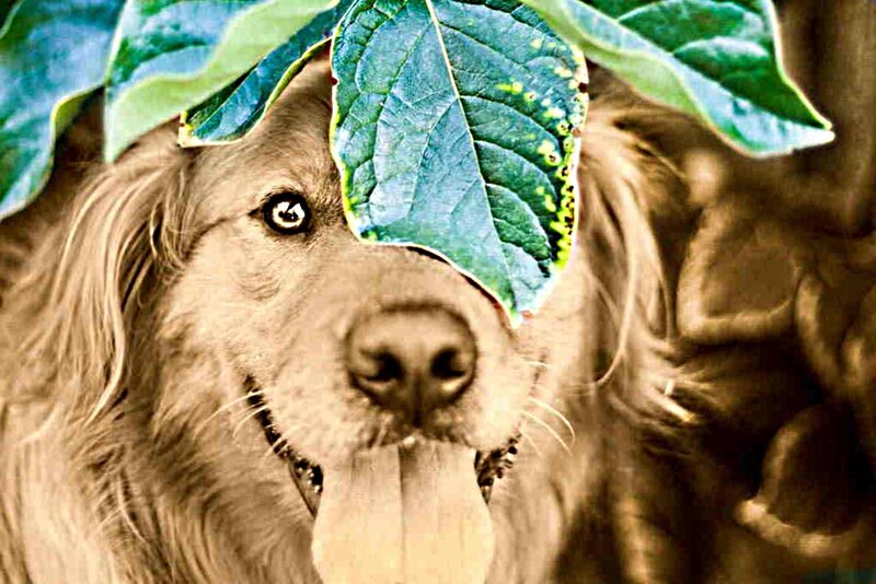 Golden Retriever Dog — Green, Playful, Photograph