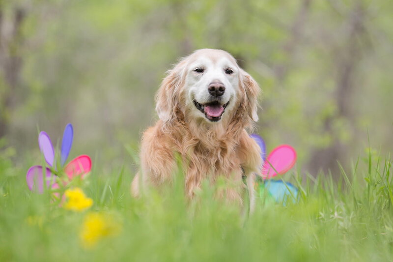 Golden Retriever Dog — Green, Playful, Spring