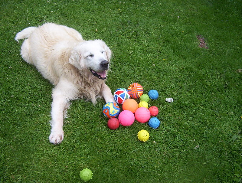 Golden Retriever Dog — Green, Playful