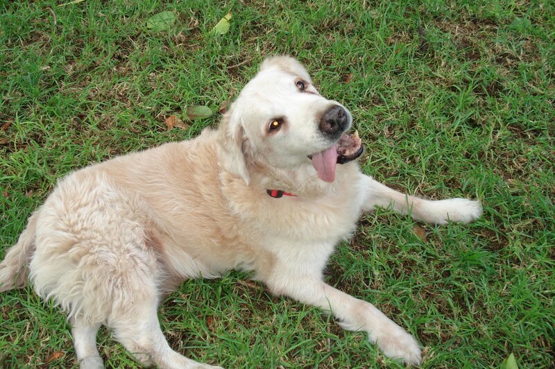 Golden Retriever Dog — Green, Relaxed, Afternoon
