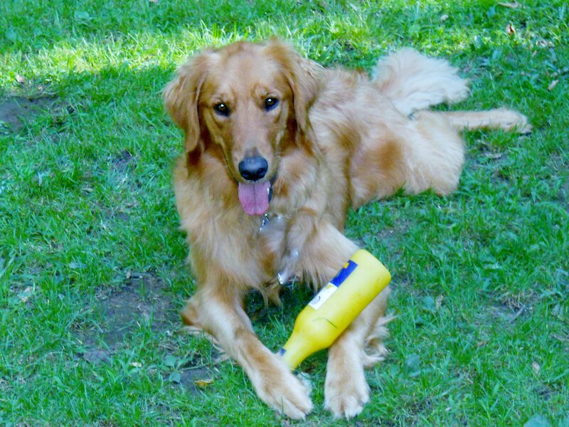 Golden Retriever Dog — Green, Relaxed