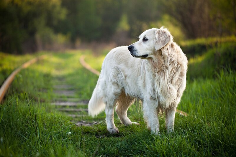 Golden Retriever Dog — Green, Serene, Afternoon, Photograph, Grass