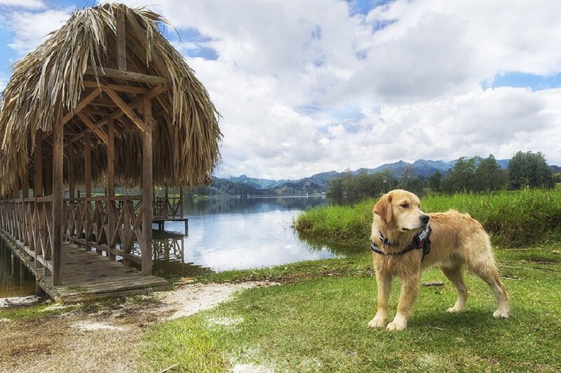 Golden Retriever Dog — Green, Serene, Afternoon, Photograph, Lake