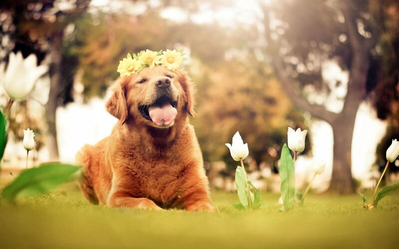 Golden Retriever Dog — Green, Serene, Spring