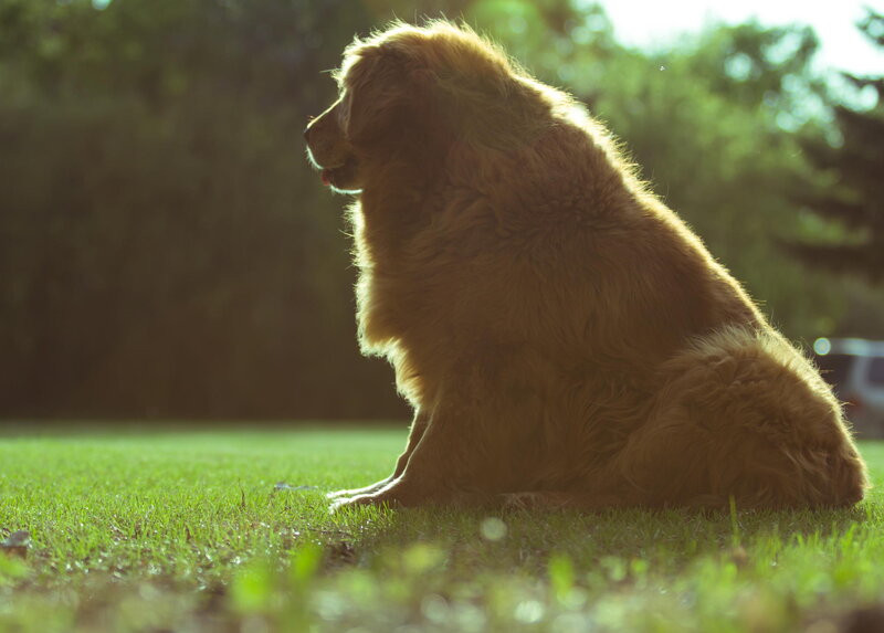 Golden Retriever Dog — Green, Serene, Sunset, Photograph