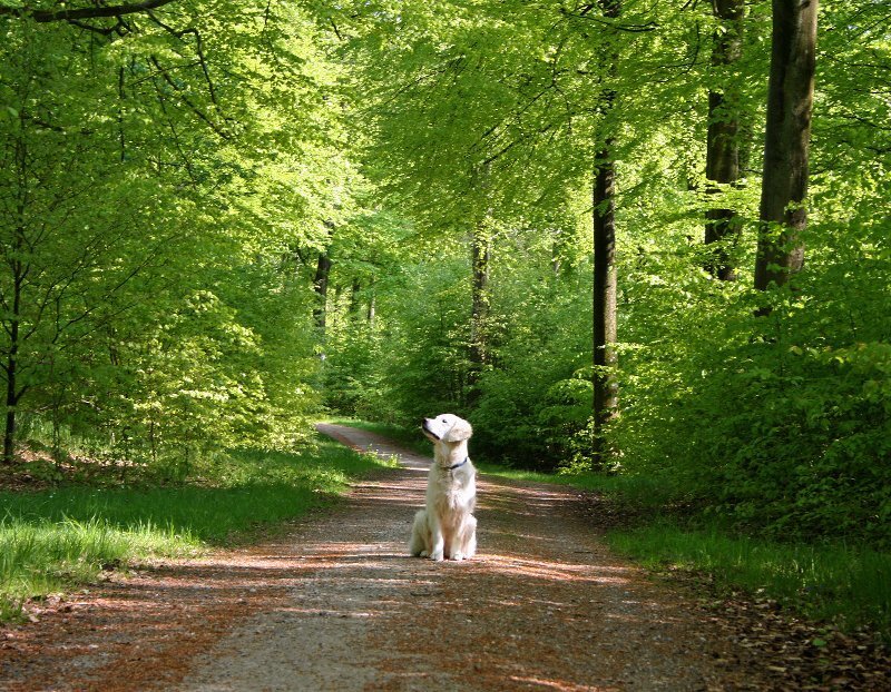 Golden Retriever Dog — Green, Serene