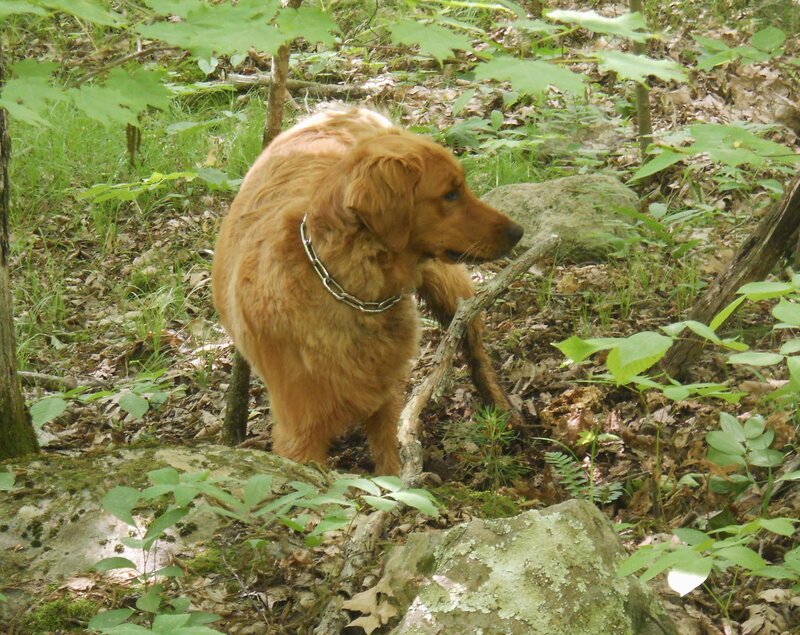 Golden Retriever Dog — Green