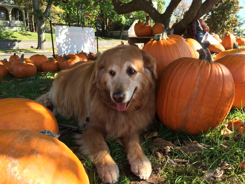 Golden Retriever Dog — Orange, Calm, Autumn