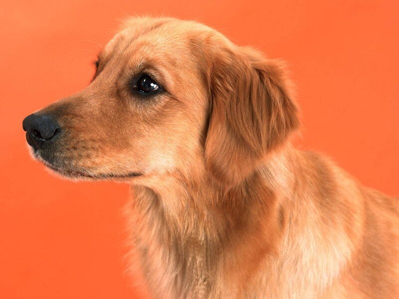 Golden Retriever Dog — Orange