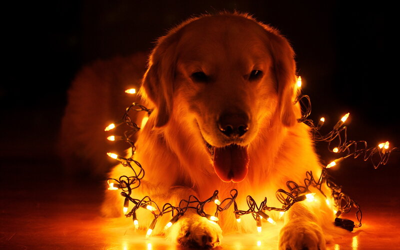 Golden Retriever Dog — Orange, Warm