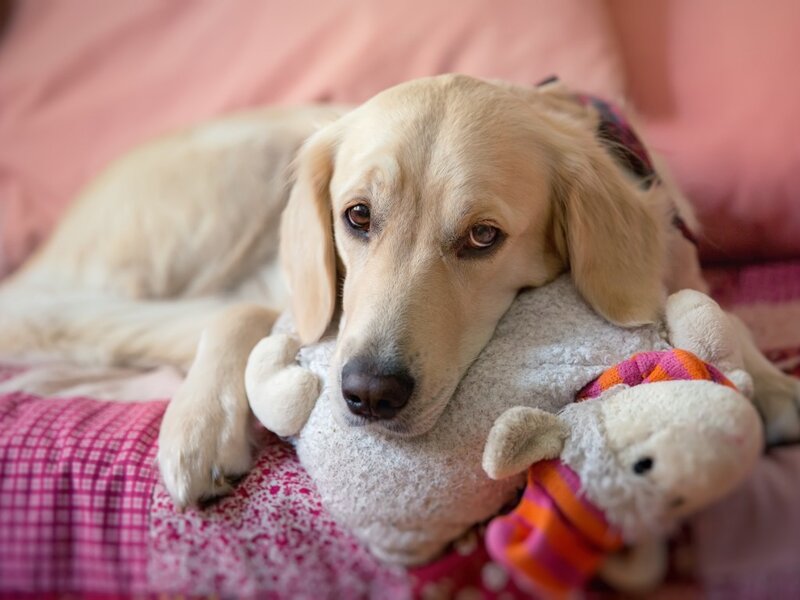 Golden Retriever Dog — Pink, Calm