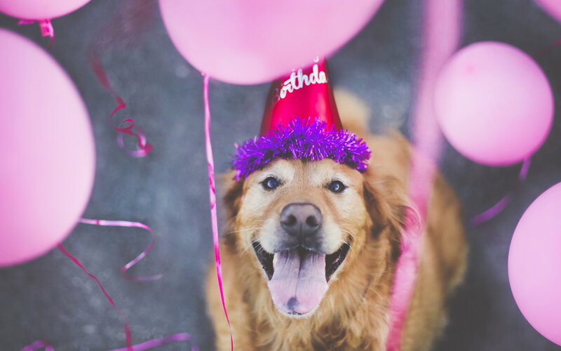 Golden Retriever Dog — Pink, Celebratory