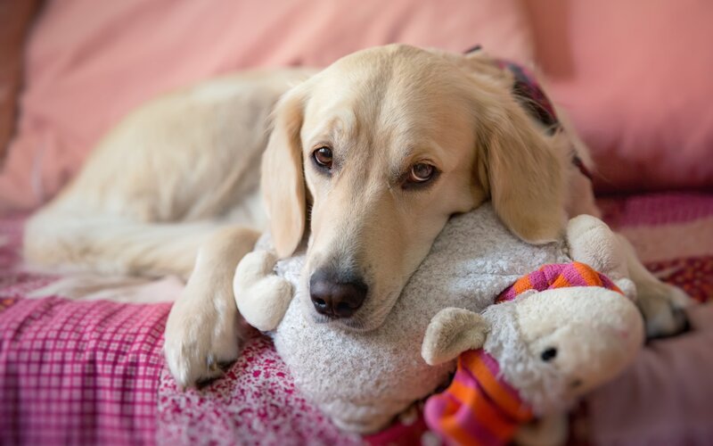 Golden Retriever Dog — Pink
