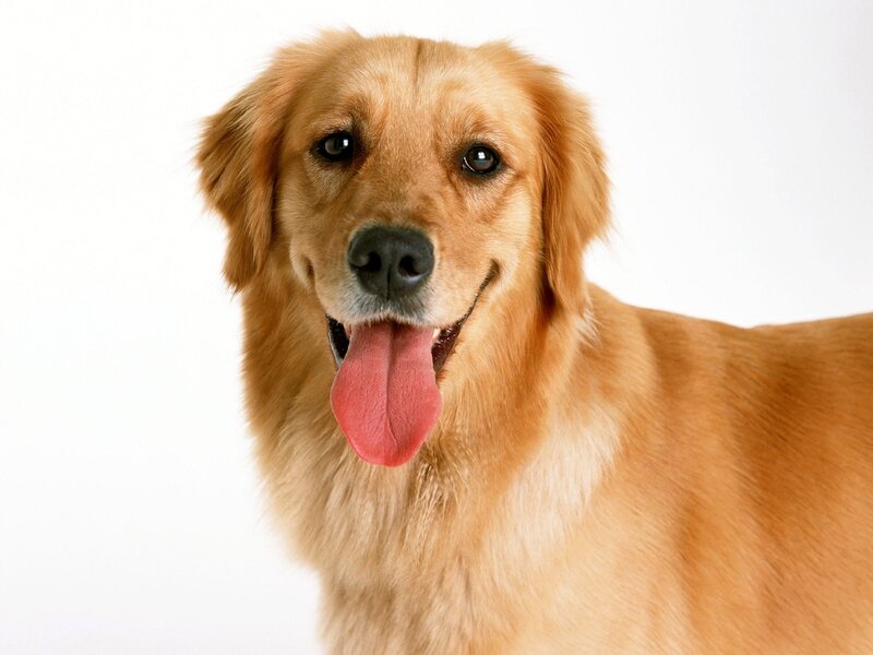 golden retriever dog portrait