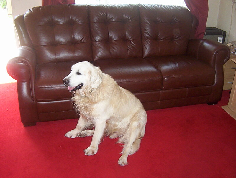 Golden Retriever Dog — Red, Calm, Afternoon