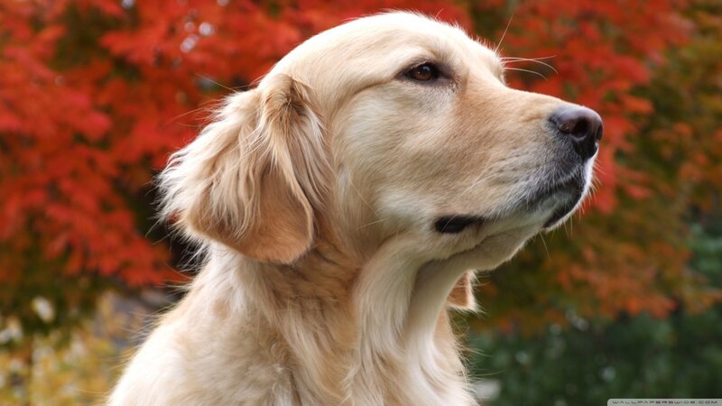 Golden Retriever Dog — Red, Calm, Autumn, Photograph