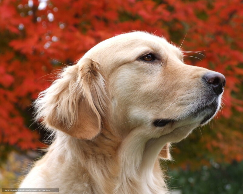 Golden Retriever Dog — Red, Calm, Autumn, Photograph, Trees