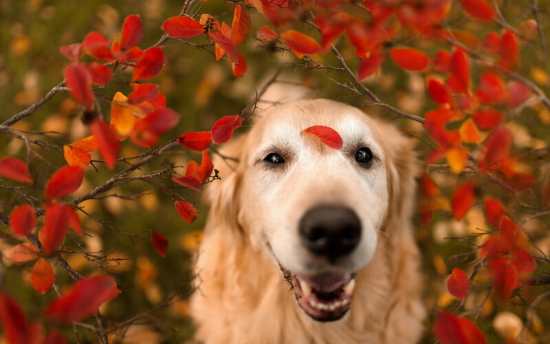 Golden Retriever Dog — Red, Calm, Autumn