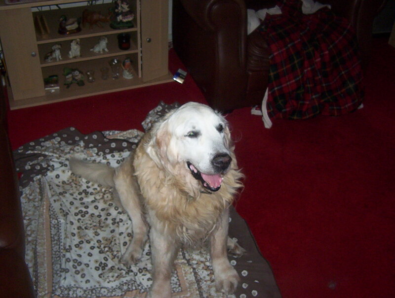 Golden Retriever Dog — Red, Calm, Night