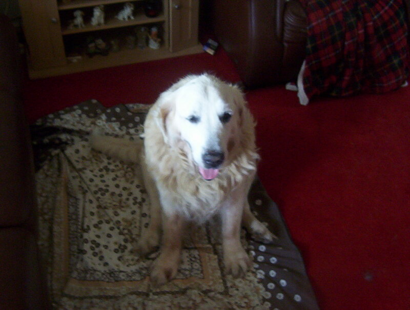 Golden Retriever Dog — Red, Calm, Photograph
