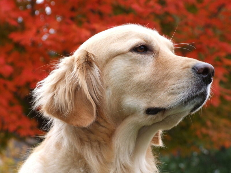 Golden Retriever Dog — Red, Calm