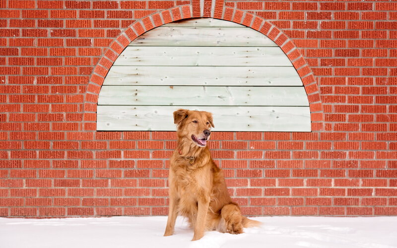 Golden Retriever Dog — Red, Calm, Winter
