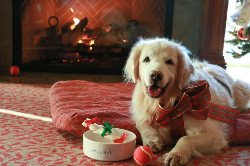 Golden Retriever Dog — Red, Cozy, Winter